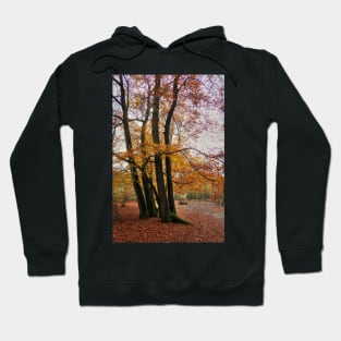 Autumn Trees Hoodie